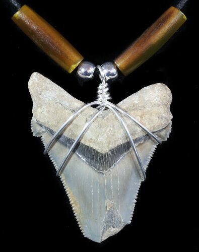 Fossil Angustiden Tooth Necklace - Megalodon Ancestor #47785